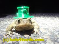 /home//u458753944/public_html/sourcegallery///////////Roxborough Toad Detour/2024/2024-03-15/P3151333.JPG